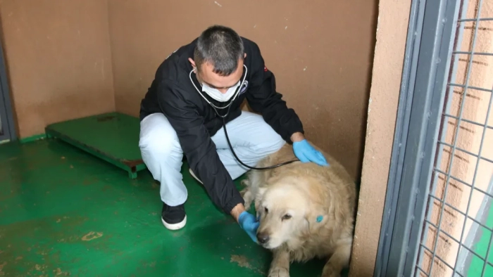 Akbaş ve Korsan’ın Yaraları Sarıldı